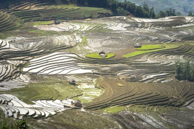 Mu Cang Chai, yen Bai Eyaleti, Vietnam sulama sezonunda terasların güzel sahne