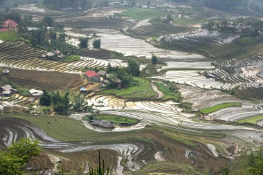 Mu Cang Chai, yen Bai Eyaleti, Vietnam sulama sezonunda terasların güzel sahne