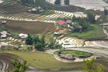 Mu Cang Chai, yen Bai Eyaleti, Vietnam sulama sezonunda terasların güzel sahne