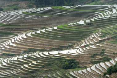 Teraslı alan yağlıboya güzel bir görüntüdür. Eğri çizgiler Terraced pirinç alanının pirinç de Mu Cang Chai Yen Bai ili büyümeye başlamadan önce zaman sulama sezonunda