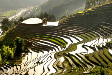 Teraslı alan yağlıboya resim güzel bir görüntüdür. Teraslı pirinç alan pirinç de Mu Cang Chai büyümeye başlamadan önce zaman sulama sezonu boyunca eğik çizgiler