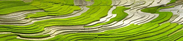 beautiful scenery of the terraces in the watering season in Mu Cang Chai, Yen Bai Province, Vietnam