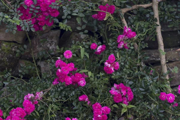 Flor Rosa Rosa Cania Flores Subindo Uma Cerca Bambu Tomadas — Fotografia de Stock