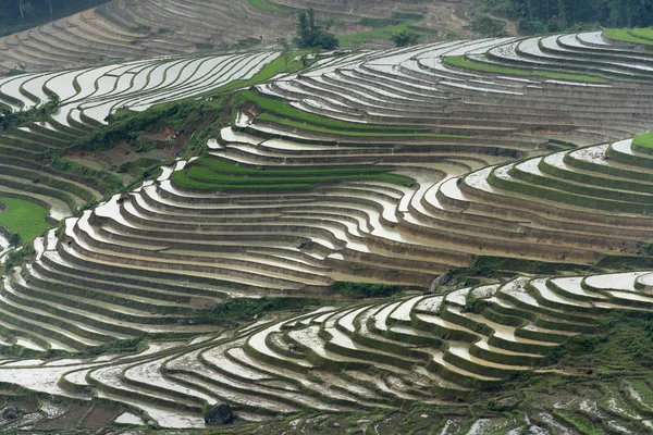 Teraslı alan yağlıboya güzel bir görüntüdür. Eğri çizgiler Terraced pirinç alanının pirinç de Mu Cang Chai Yen Bai ili büyümeye başlamadan önce zaman sulama sezonunda