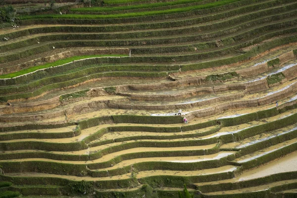 The image of terraced field is as beautiful as the oil painting. The curved lines of terraced rice field during the watering season at the time before starting to grow rice in Mu Cang Chai