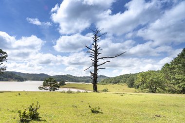 Yalnız çam kuru çayır üzerinde eski ağaç 