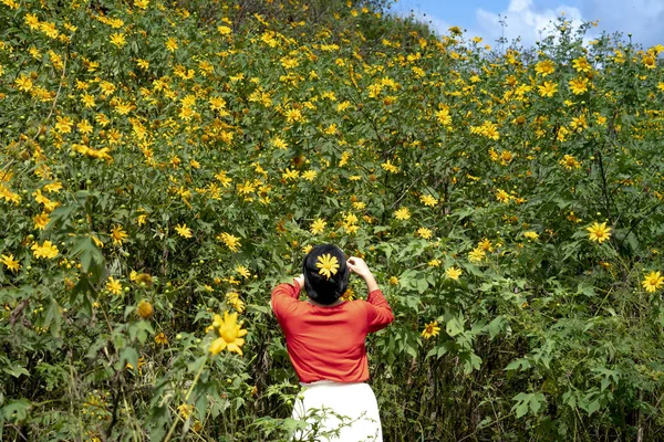 Lat Town Provincia Lam Dong Vietnam Noviembre 2018 Girasoles Silvestres —  Fotos de Stock