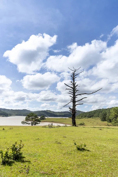 Lonely Pine Dry Old Tree Meadow — Stock Photo, Image