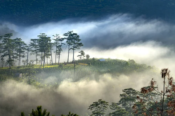 Beautiful Dawn Sunrays Fanciful Clouds Pine Forests Highlands Morning — Stock Photo, Image