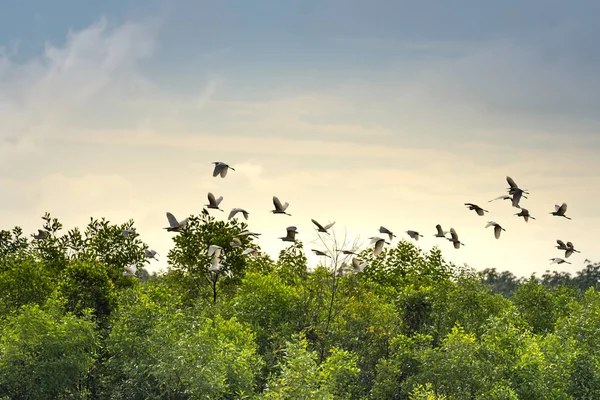 Manada Cigüeñas Volando Por Encima Del Bosque Durante Día Imagen De Stock