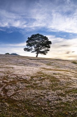 Güzel manzara Da lat Viet Nam, yeşil ağaçlı çimenli tepe yapmak harika sahne Dalat Turizm, Güneş ışınları, bulutlar ve sis için 