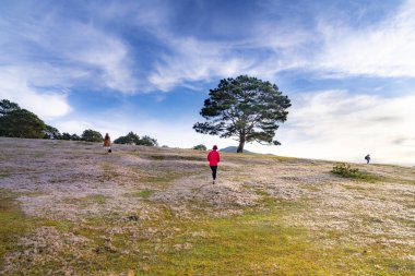 Da Lat Town, Lam Dong Eyaleti, Vietnam - 14 Kasım 2018: Kadın turist pembe çim çayır üzerinde yürüme, pembe çim tepe kontrast yeşil ağaçlı yapmak harika sahne