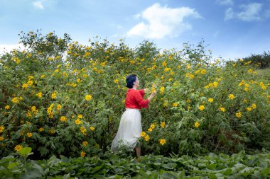 Da Lat kasaba, Lam Dong eyaleti, Vietnam - 12 Kasım 2018: her yerde yaylada çiçek açan vahşi ayçiçeği. Turist vahşi ayçiçeği arıyorsunuz