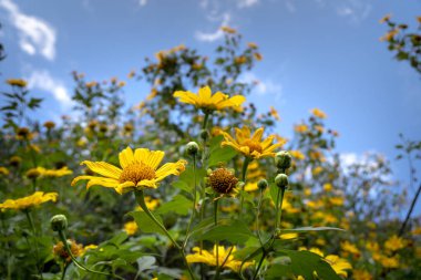 Çayır üzerinde güzel sarı vahşi çiçekler