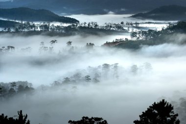 Yapraklara Highlands etkileyici bir nefes kesen sahne sabah oluşturulan çam ormanlar üzerinde üzerinde bulutlar hayali aracılığıyla ile güzel şafak