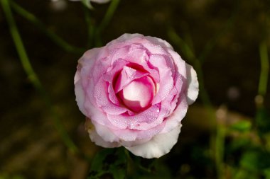 Koyu arka plan üzerinde çiçek çiçek closeup