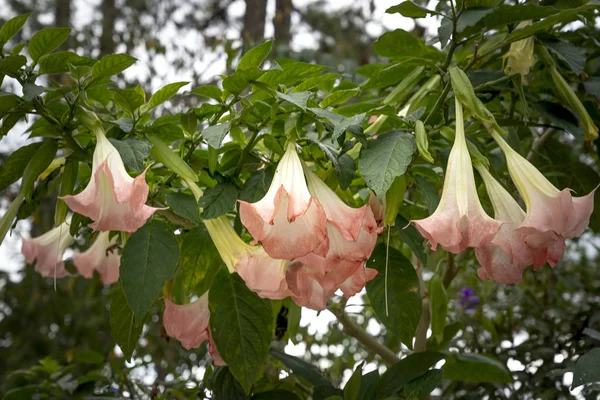 Růžový Datura Květiny Anděl Trubka Květiny — Stock fotografie