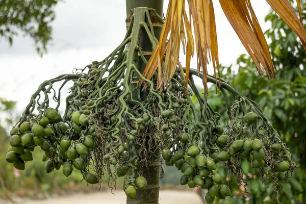 Vista Ravvicinata Delle Noci Areca Che Crescono Sugli Alberi — Foto Stock