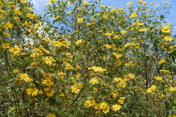 Hermosas Flores Amarillas Silvestres Prado — Foto de Stock