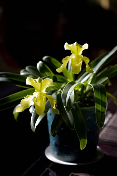 Venus slipper flower orchids or Orchids paphiopedilum on black background — Stock Image Venus Slipper Flower Orchids Orchids Paphiopedilum Black Background Royalty Free Stock Images