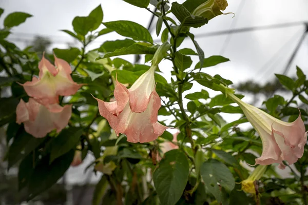 Fiori Rosa Datura Fiori Angelo Tromba Fotografia Stock