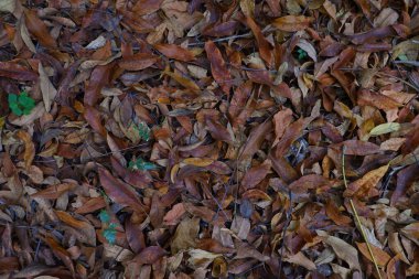 Sonbaharda yerde kuru yapraklar, yakın plan..