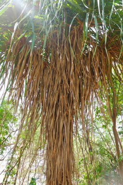 Hurma ağacının kütüğünün kütüğüne gidin..
