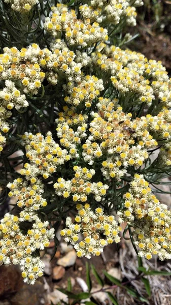 Flores Brancas Edelweiss Helichrysum Arenarium Montanha — Fotografia de Stock