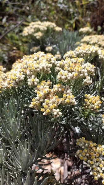 Flores Brancas Edelweiss Helichrysum Arenarium Montanha — Fotografia de Stock