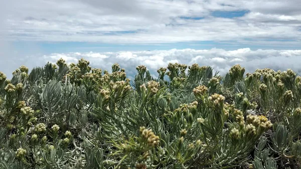 Flores Brancas Edelweiss Helichrysum Arenarium Montanha — Fotografia de Stock