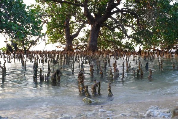 Mangrove trees in the mangrove forest