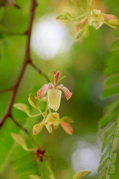 Fechar Tamarind Flower Flores Parecidas Com Pássaros — Fotografia de Stock