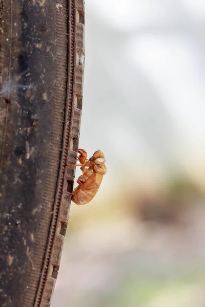 Fechar Cicadas Pneus Velhos — Fotografia de Stock