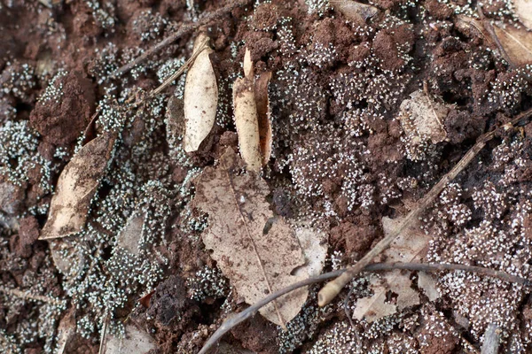 Zemin üzerinde beyaz mantar kapatın