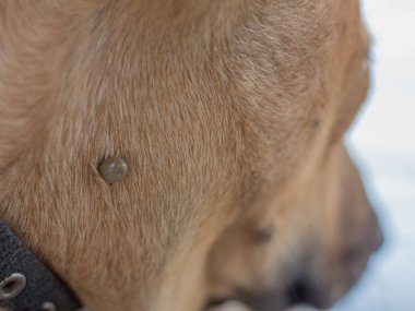 Köpek boynunda kene