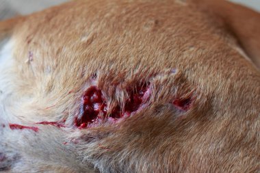 Köpeğin vücut üzerinde taze yaralar