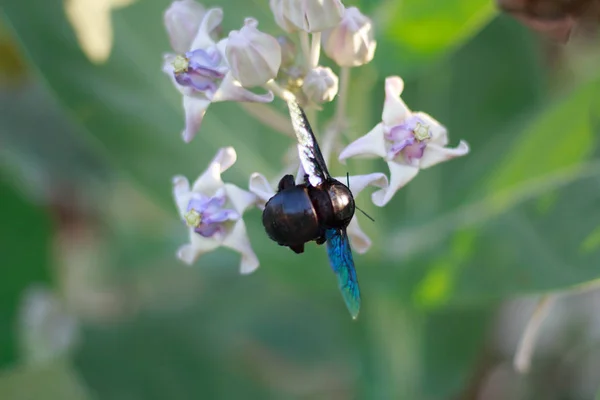 Xylocopa Latipes Calotropis Giantea Flowe — Fotografia de Stock