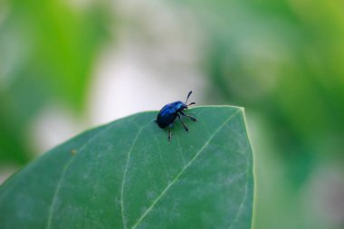 Yeşil yapraklar üzerinde mavi böcekler