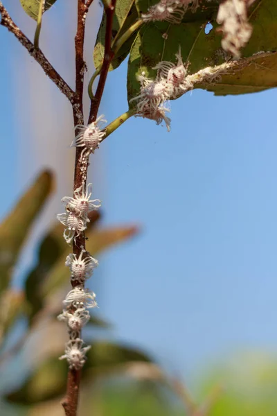 Cerrar insectos harinosos en el manzano natillas — Foto de Stock