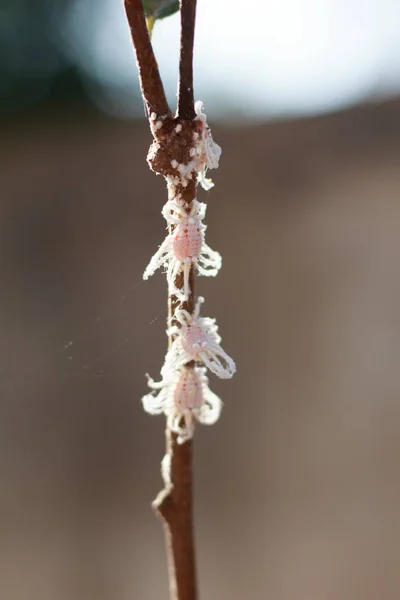 Cerrar insectos harinosos en el manzano natillas — Foto de Stock