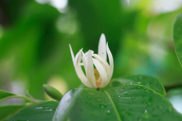 Weiße Champaka-Blume — Stockfoto