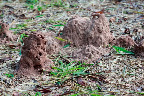 Nido de termitas en temporada de lluvias — Foto de Stock