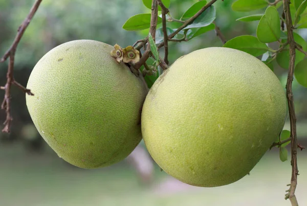 Pomelo, dozrávání plodů pomelu, přírodního citrusových plodů, GRE — Stock fotografie