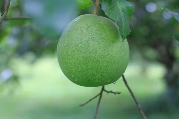 Pomelo, dozrávání plodů pomelu, přírodního citrusových plodů, GRE — Stock fotografie