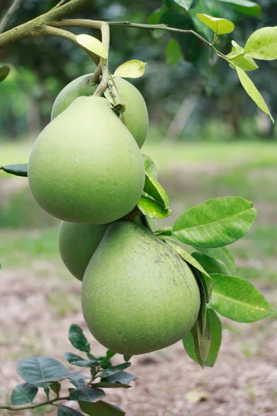 Pomelo, dozrávání plodů pomelu, přírodního citrusových plodů, GRE — Stock fotografie