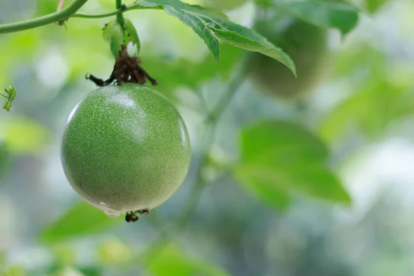 Πράσινα φρούτα του πάθους στην Αμπελίδα — Φωτογραφία Αρχείου