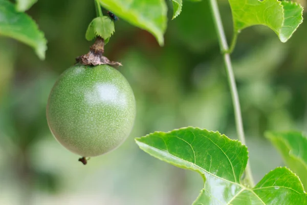 Πράσινα φρούτα του πάθους στην Αμπελίδα — Φωτογραφία Αρχείου