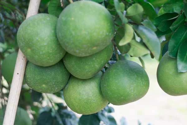 Pomelo, ωρίμανση φρούτων του πελλέλο, φυσικά εσπεριδοειδή, — Φωτογραφία Αρχείου