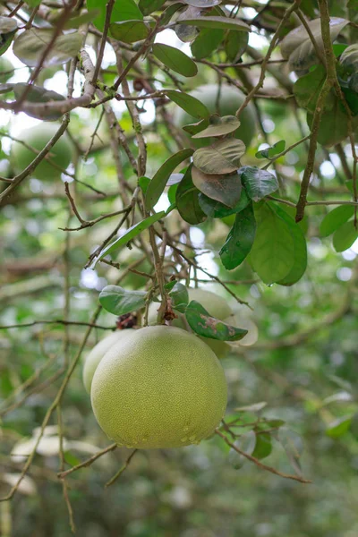ポメロ、ポメロの熟成果実、天然柑橘類の果実、グレ — ストック写真