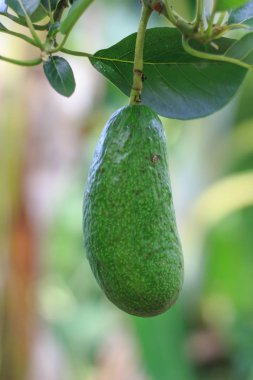 Yakın avokado bir ağaç üzerinde büyüyen